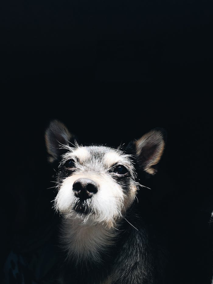 A close-up portrait of a cute scruffy dog with expressive eyes in a dark setting.